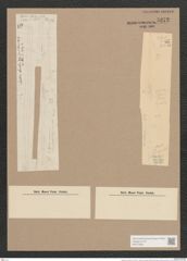 Synedra acus Kuetz. (de-Toni-Nr.: Genus 66, Species 2590) Zeichnungen Sammlung Grunow Nr. 5272 (NHMW-BOT-W0373654)
